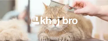   Professional Groomers Ensuring Stress-Free Grooming for Happy Pet Ca