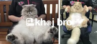   Gentle Groomers Who Specialize in Cats With Sensitive or Nervous Beh