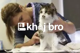   Affordable Grooming Programs Keeping Cats Healthy, Stylish, and Neat