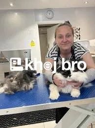   Skilled Groomers Offering Safe Cat Grooming With Love and Comfort