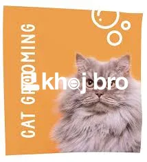   Affordable Grooming Choices for Cats That Need Regular Health Care