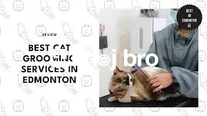   Cat Grooming for Kittens and Adults With Styling, Comfort, and Care