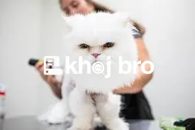   Professional Groomers Delivering Cat Bathing, Brushing, and Nail Tri