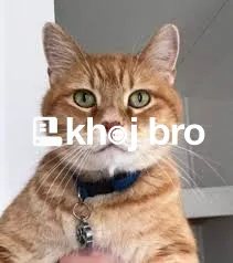   Affordable Grooming Plans That Keep Cats Clean, Cute, and Stress-Fre