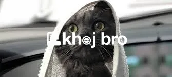   Affordable Grooming Best for Pet Cats Requiring Comfort and Gentle C