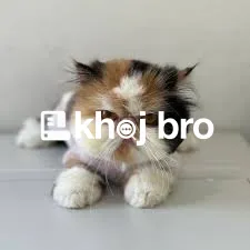   Groomers Who Pamper Cats With Comfort-Based Washing and Styling Solu