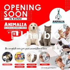   Affordable Grooming Services That Help Cats to Stay Stylish and Clea