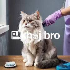   Affordable Grooming With Regular Care Options for Cats of All Ages