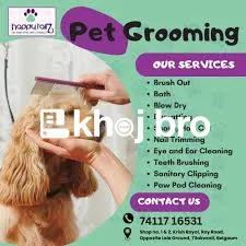   Dog Grooming Spa Treatments for Relieving Stress and Enhancing Comfo