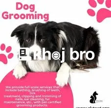   Dog Grooming Experience That Covers Everything from Bathing to Creat