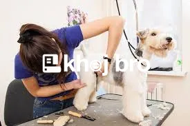   Cozy Dog Grooming Environment to Relax Pets During Bathing and Styli