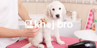   Groom Your Dogs with Fun, Safe, Affordable Services Tailored to Uniq