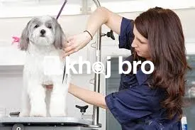   Complete Dog Grooming That Enhances Health and Attractiveness of Eve