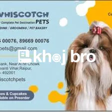   Grooming Tactics That Remove Shedding Excess Fur for Healthy Pet Env