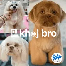   Specialized Grooming for Long-Haired Dogs to Keep Their Fur Shiny an