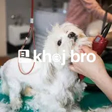   Grooming That Enhances Dog Beauty With Elegant Styles and Comfortabl