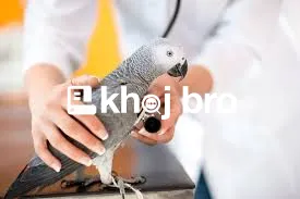   Best Exotic Bird Veterinary Clinics Providing Quality Health Service