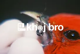   Affordable Bird Clinics Offering Preventive Health and Grooming Tips