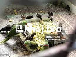   Professional Bird Clinics Specializing in Parakeets, Finches, and Pa