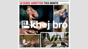   Affordable Bird Clinics Perfect for Regular Grooming and Wing Care