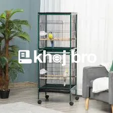   Exotic Bird Clinics Providing Professional Advice for First-Time Own