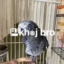   Affordable Bird Clinics Near Me With Latest Health Equipment Service