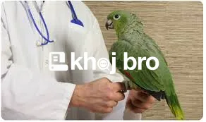   Exotic Bird Hospitals With Certified Avian Nutritionists On Staff
