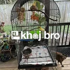   Specialized Bird Hospitals Providing Feather Restorations and Repair