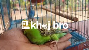   Specialized Bird Clinics With Quick and Effective Healing Solutions