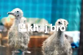   Affordable Bird Wellness Clinics With Avian-Friendly Grooming Produc