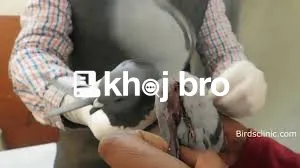   Bird Hospitals Near Me With Affordable Grooming and Feather Washing