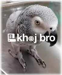   Veterinary Bird Hospitals With Eco-Friendly Facilities for Pet Owner