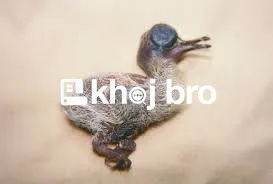   Bird Wellness Facilities Offering Feather Cleaning and Spa-Like Care