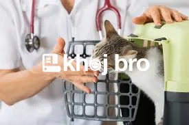   Affordable Cat Clinic Specializing in Vaccinations and Health Checku