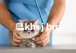   Complete Cat Clinic for Surgery, Grooming, and Wellness Checkups