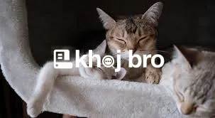   Cat Nutritional Counseling And Diet Control Offered At Pet Clinics