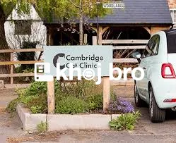   Routine Cat Health Evaluations And Testing Available At Trusted Clin