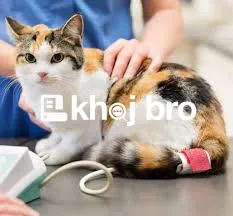   Your Pet’s Wellness Partner Offering Complete Cat Clinic Services