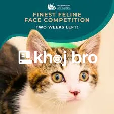   Urgent Pet Medical Needs Addressed At Reliable Emergency Cat Clinics