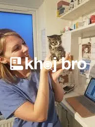   Expert Cat Veterinarians Offering Consultations at Certified Local C
