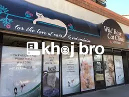   Cat Screening and Testing Clinics Offering Accurate Diagnostic Resul