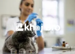   Affordable Cat Neutering and Spaying Facilities Licensed By Local Au