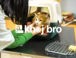   Affordable Daily Cat Health Checkups and Counselling at Local Clinic