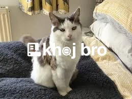   Affordable Cat First Aid Clinics Built For Immediate Pet Medical Nee