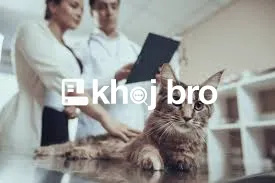   Experienced Cat Specialists Conduct Surgeries At Accredited Veterina