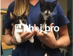   Complete Cat Grooming And Health Check Services Offered At Local Cli