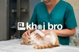   Expert Cat Health Clinics Trusted For Their Preventive Wellness Prog