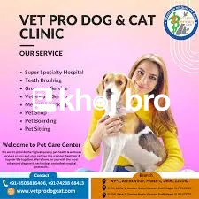   Cat Wellness Centers Offering Balanced Diet Guidance and Checkups