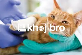   Cat Care Units Equipped With Safe Play Areas, Grooming and Diagnosti