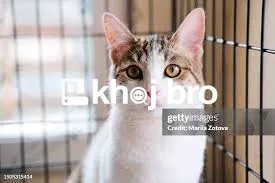   Clinics With Experienced Cat Vets Dedicated To Providing Holistic Ca